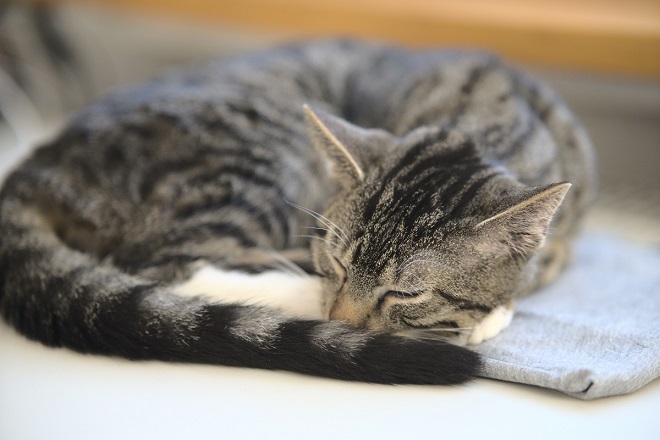 Nahaufnahme einer eingerollten schlafenden Tigerkatze, die auf einem Stück Tuch liegt. Der Hintergrund ist unscharf.