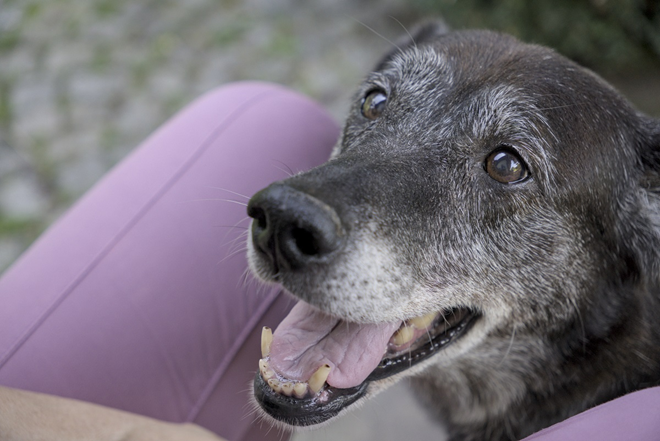Die rechte Seite des Bildes füllt der Kopf einer älteren Labrador-Hündin aus. Man sieht ihre weiße Schnauze und grau-weißes Fell im Gesicht und am Hals, der Rest ist Schwarz. Ihr Mund ist auf. Sie sitzt am Boden und schaut erwartungsvoll nach oben. Links im Bild sieht man ein dunkelrosa Hosenbein und das Stück eines Armes. Im Hintergrund verschwommen ein bisschen graues Kopfsteinpflaster.