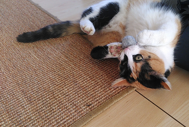 Eine dreifarbige Katze liegt auf dem Rücken und spielt mit einem Filzball, den sie in den Vorderpfoten hält. Daneben ist ein brauner Sisalteppich zu sehen.