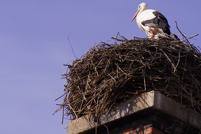 Nahaufnahme eines Storches, der auf einem gewaltigen Nest steht, das auf einem Kamin balanciert. Er ist leicht von unten fotografiert und nimmt die rechte Seite des Bildes ein. Im Hintergrund viel blauer Himmel.