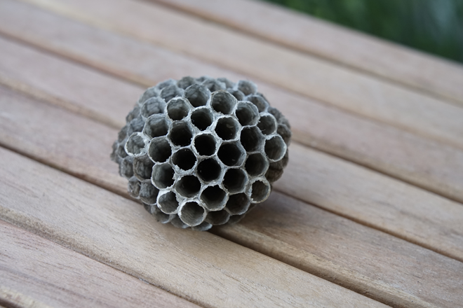 Nahaufnahme eines kleinen, runden Papierwespennestes vom letzten Jahr. Es liegt auf einem Holztisch mit einzelnen Latten.