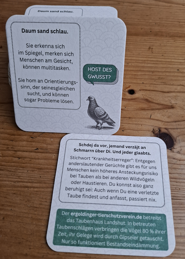 Foto eines Bierdeckels, der hochkant an einem Stapel Bierdeckel lehnt, so dass man den Text gut lesen kann. In niederbayrischem Dialekt steht dort in einem weißen Kasten: Daum sand schlau. Sie erkenna sich im Spiegel, merken sich Menschen am Gesicht, können multitasken. Sie hom an Orientierungssinn, der seinesgleichen sucht, und können sogar Probleme lösen. Rechts davon ist in der unteren Ecke eine kleine schwarz-weiße Taube zu sehen, über der eine dunkelgrüne Sprechblase schwebt mit der weißen Frage "Host des gwusst?" Im Vordergrund liegt ein Bierdeckel, der auf die andere Seite gedreht wurde, teilweise mit niederbayrischer Schreibweise steht dort: "Stell dir vor, jemand erzählt Unsinn über dich und jeder glaubt es". Darunter in Schwarz auf weiß der Text: Stichwort Krankheitserreger: Entgegen anderslautender Gerüchte gibt es für uns Menschen kein höheres Ansteckungsrisiko bei Tauben als bei anderen Wildvögeln oder haustieren. Du konnst also ganz beruhigt sei: Auch wenn du eine verletzte Taube findest und anfasst, passiert nix. Ganz unten ist in weißer auf dunkelgrüner Schrift der Text: Der ergoldinger-tierschutzverein.de betreibt das Taubenhaus Landshut. In betreuten Taubenschlägen verbringen die Vögel 80 % ihrer Zeit, ihr Gelege wird durch Gipseier getauscht. Nur so funktioniert Bestandseindämmung.