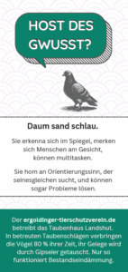 Vorderseite einer Informationskarte im Din-Lang-Format. Ganz oben ist eine dunkelgrüne Sprechblase mit weißem Text zu sehen, auf der in bayrischer Mundart steht "Host des gwusst?", darunter eine schwarz-weiße Taube. Im Hintergrund sind hellgraue halbbögen als Muster zu sehen. Darunter mittig ein Textabschnitt Schwarz auf weiß, wieder in niederbayerischem Dialekt: Daum sand schlau. Sie erkenna sich im Spiegel, merken sich Menschen am Gesicht, können multitasken. Sie hom an Orientierungssinn, der seinesgleichen sucht, und können sogar Probleme lösen. Ganz unten ist in weißer auf dunkelgrüner Schrift der Text: Der ergoldinger-tierschutzverein.de betreibt das Taubenhaus Landshut. In betreuten Taubenschlägen verbringen die Vögel 80 % ihrer Zeit, ihr Gelege wird durch Gipseier getauscht. Nur so funktioniert Bestandseindämmung.