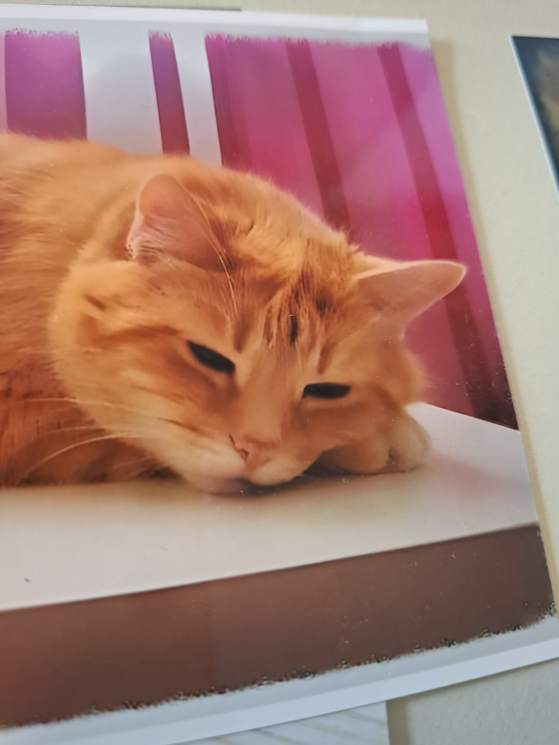 Nahaufnahme einer ruhenden rotbraunen Katze mit geschlossenen Augen auf weißer Oberfläche vor rosa-rot gestreiftem Hintergrund.