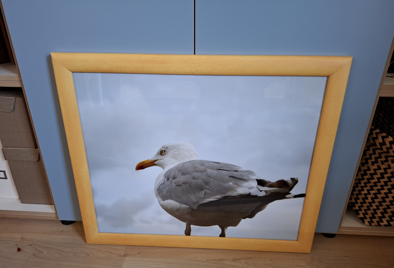Gerahmtes Bild einer Möwe mit grauem Gefieder vor bewölktem Himmel. Der hellgelbe Holzrahmen steht auf dem Boden und lehnt an einem blauen Schrank, von dem man nur ein Stück der Türen sieht.