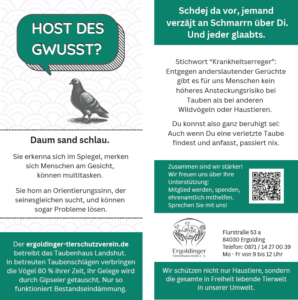 Vorder- und Rückseite eines Lang-Din-Flyers in Schwarz-Weiß mit dunkelgrün hinterlegten Abschnitten. Auf der Vorderseite ist eine schwarz-weiße Taubenillustration mit der Sprechblase "Host des gwusst?" und darunter Fakten, die belegen, wie schlau Tauben sind. Darunter der Hinweis auf das Landshuter Taubenhaus, in dem der Ergoldinger Tierschutzverein Eier gegen Gipseier tauscht, um den Bestand artgerecht zu kontrollieren. Auf der Rückseite wird erklärt, dass Tauben keine höheres Ansteckungsrisiko bieten als andere Wildvögel oder Haustiere plus weitere Informationen zum Ergoldinger Tierschutzverein.